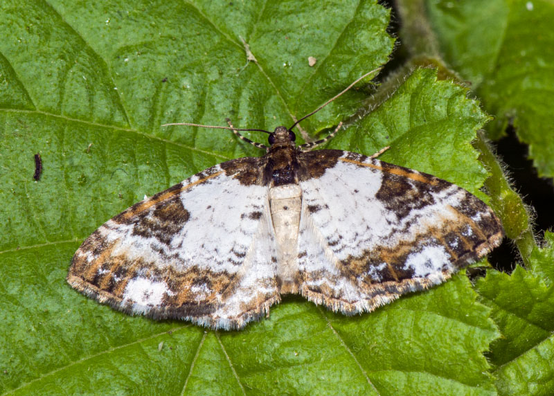 Melanthia procellata - Geometridae